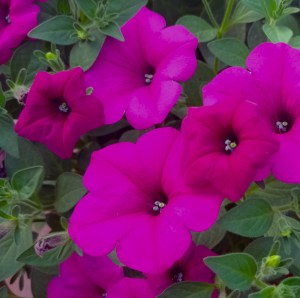 KUYAMBA PURPLE